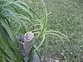Regrowth after a crown breakage on a cultivated plant in Homestead, Florida