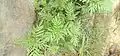 Newly grown plants (West Bengal, India).