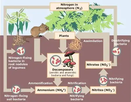 Nitrogen cycle