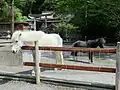 A white horse and a black pony.