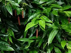 In flower