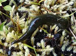 A fat, black leech with a line of small orange spots down its back.