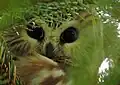 Northern Saw-whet Owl