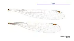 Female wings