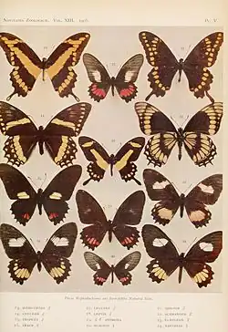 Novitates Zoologicae 1906 Plate 5