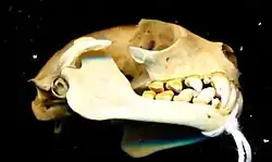 Bat skull