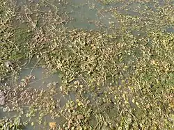 flooded plain