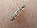 Nysius thymi