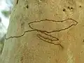Mine in bark of Eucalyptus rossii