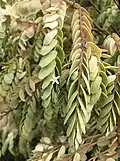Olax phyllanthi