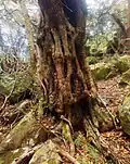 Trunk of old tree