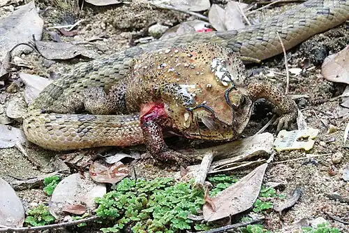 O. fasciolatus eating Asian common toad