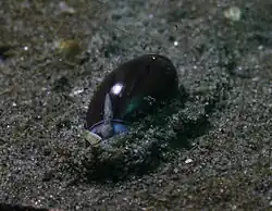 Olivella biplicata