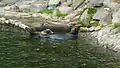 Seals
