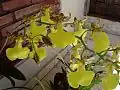 Oncidium splendidum
