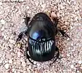 Onitis singhalensis