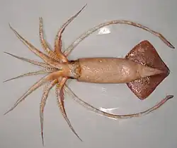 Mature female of Onykia ingens (38.4 cm ML)