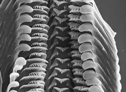 Radula