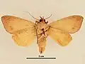 Male, ventral view