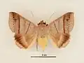 Female, dorsal view