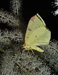 Underside