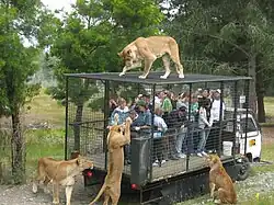 Protection cage
