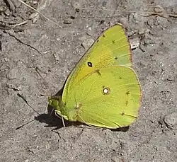 Underside pattern