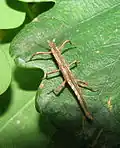 female nymph