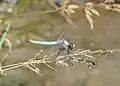 Orthetrum brunneum