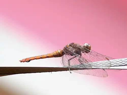 Orthetrum chrysis female