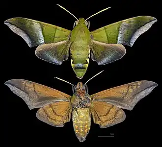 Oryba achemenides