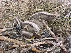 Hatchling chicks