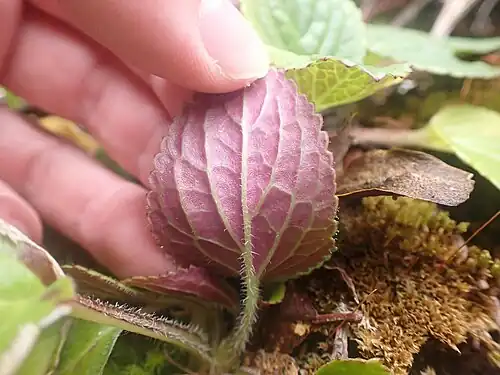 Underside of leaf