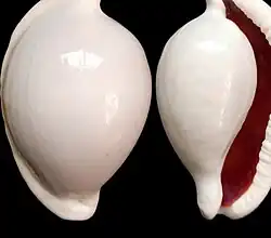 Ovula ovum
