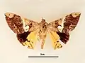 Male