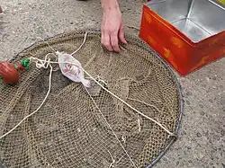 A balance, a baited lift net for catching shrimp in France