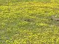 Swartland Shale Renosterveld in flower, at Tienie Versveld Reserve near the town of Darling.