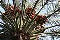 The 'Nakhla' date palm, a symbol of prosperity.[49]