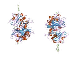 2j3g: L-FICOLIN