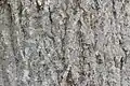 bark