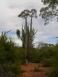Pachypodium lamerei wild specimen of maximum height (approx 6&nbsp;m (20&nbsp;ft)) attained by species