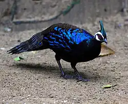 Male at Puerto Galera, Palawan