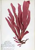 Botanical imagery