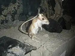 Brown and white long-tailed rat