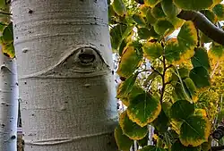 detailed image of the Pando Tree shows the characteristic eyes and shades of autumn