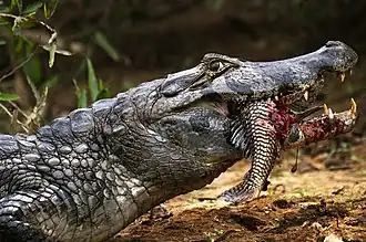 Fish are a major part of the caiman's diet.