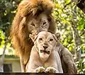 Image 1Two lions at El Salvador's national zoo
