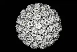 Bovine papillomavirus (3D reconstruction)