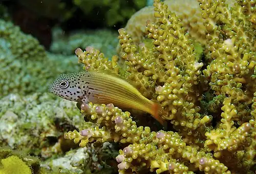 Paracirrhites forsteri Forsters Hawkfish juvenile Papua New Guinea by Nick Hobgood