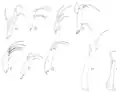 Genitalia
